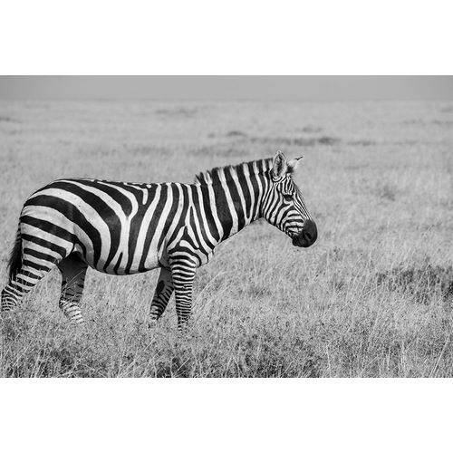 Hopkins, Cindy Miller 아티스트의 Africa-Kenya-Ol Pejeta Conservancy-Bruchells zebra-Equus burchellii-in grassland habitat,작품입니다.